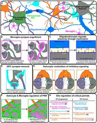 Glial regulation of critical period plasticity